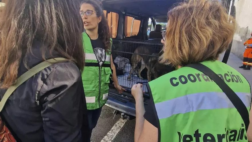 La veterinaria tinerfeña: vocación y ciencia