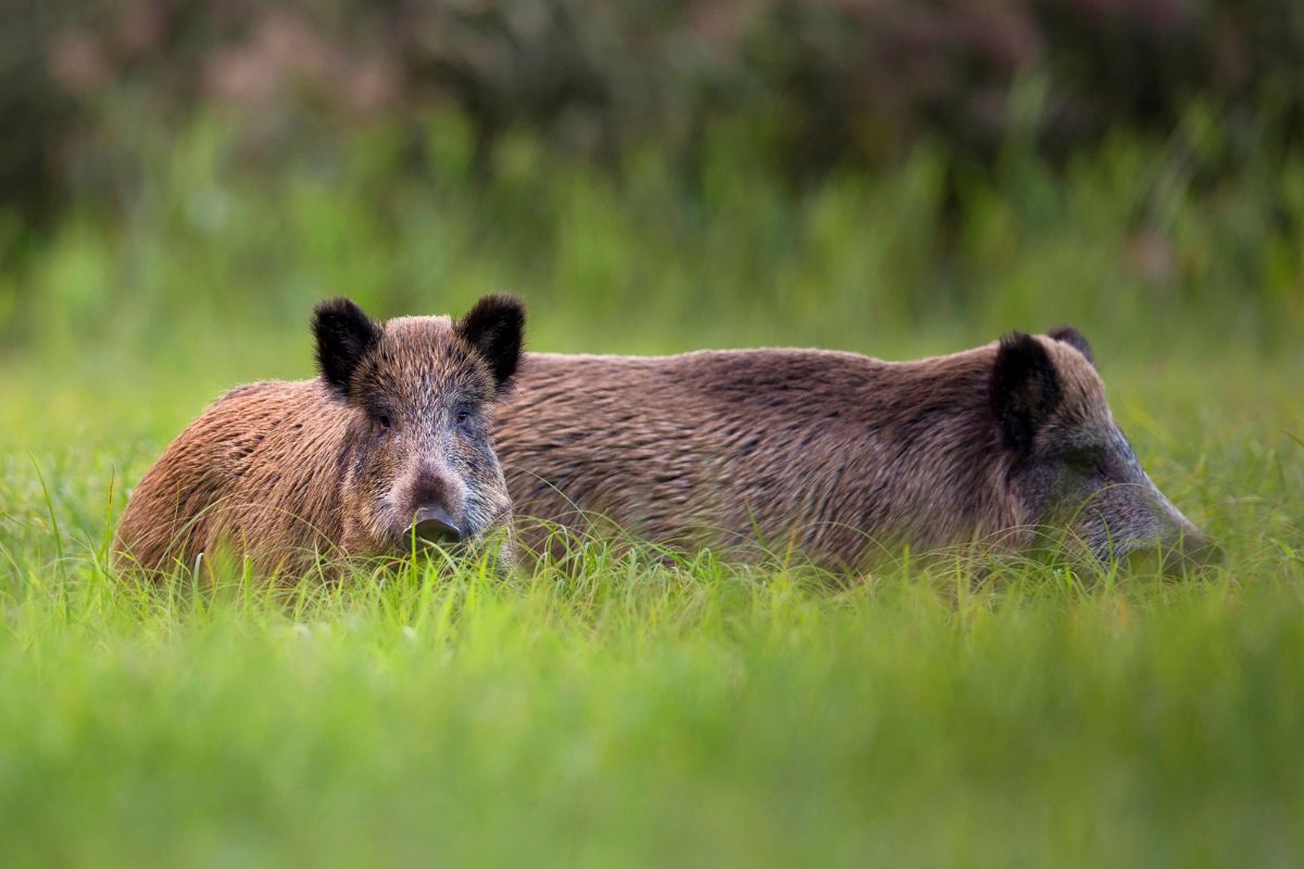 Nota actualización situación PPA