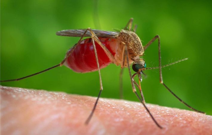 Nota informativa correspondiente a la actualización de la situación actual de la Fiebre del Nilo Occidental durante la temporada 2026 