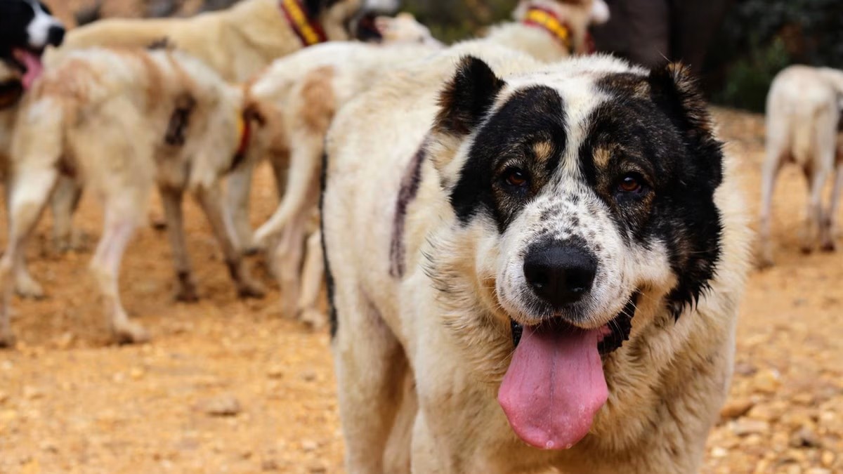 Los veterinarios canarios piden calma ante las informaciones sobre la leishmaniosis